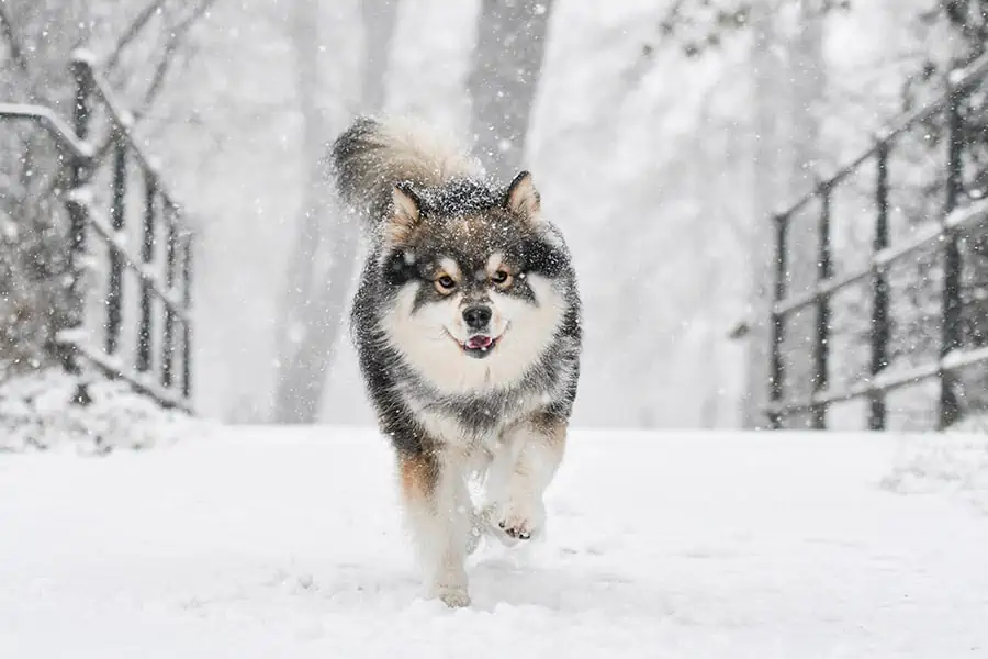 Winterize your dog with these safety tips