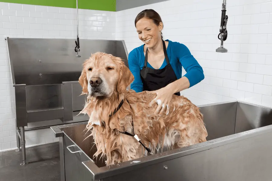 woman grooming dog