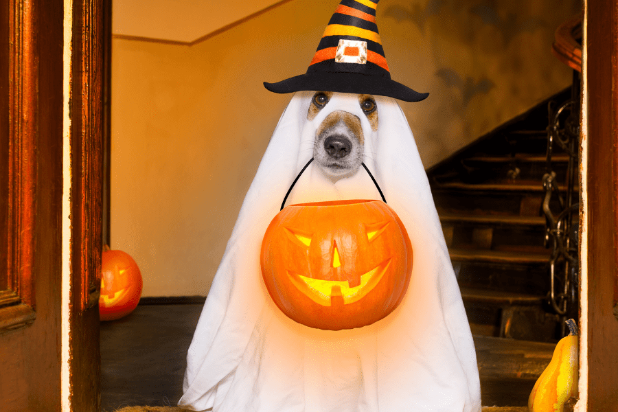 halloween pet protocol