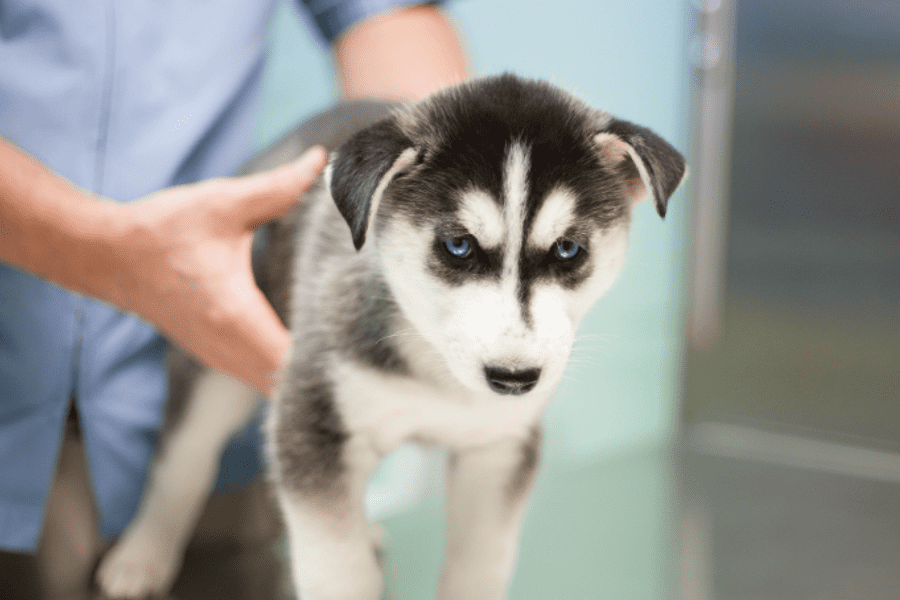 painless vet visits