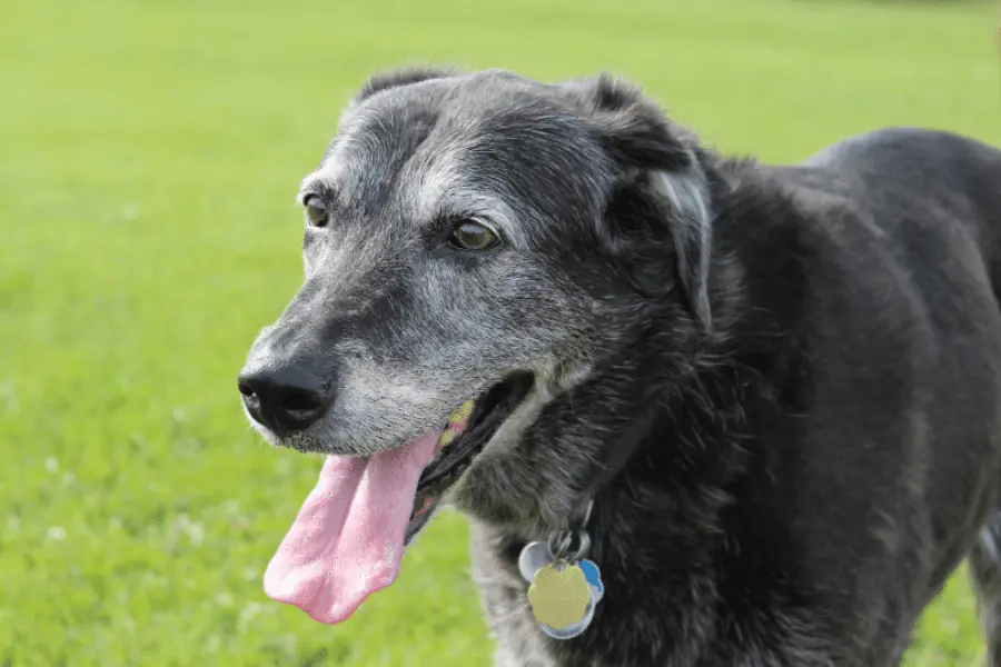 the six ways to aid your aging senior dog
