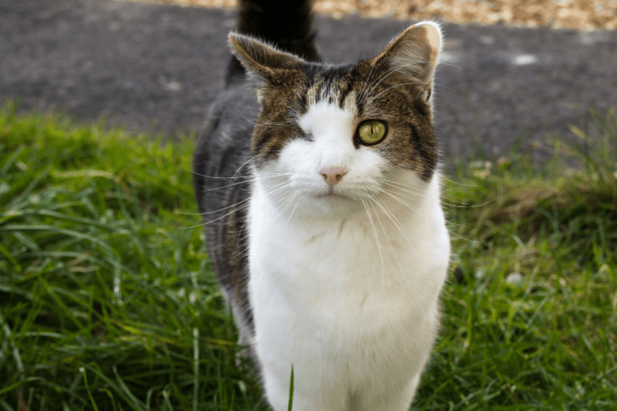 is that cat supposed to look like that