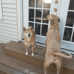 two dogs waiting for dog walker in St. Louis, MO 4-Legged Kids, Inc. 