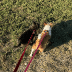 two dogs walking in St. Louis, MO 4-Legged Kids, Inc. 