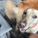 dog going on a walk with 4-legged kids, inc