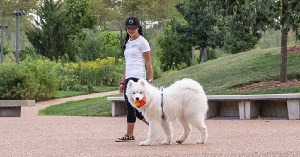 National Walk Your Dog Week