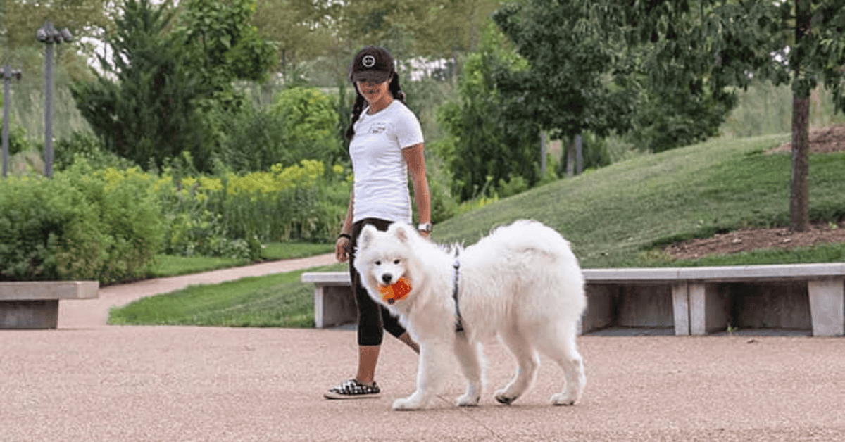 National Walk Your Dog Week