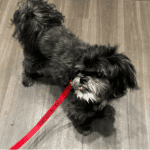 dog going for a walk with 4-Legged Kids, Inc. dog walker