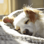 dog at sleepover st. louis 4-legged kids, inc