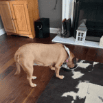 pet obesity in St. Louis - dog eating with pet sitter from 4-Legged kids, Inc.