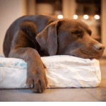 dog at sleepover st. louis 4-legged kids, inc