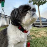 dog sniffing with pet sitter from 4-Legged kids, Inc.