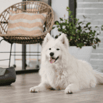 dog at sleepover st. louis 4-legged kids, inc