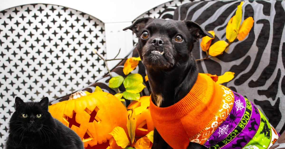 Trick-or-Treating with Pets St. Louis Pet Care