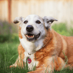 second chance rescue st. louis, mo animal rescue senior dog