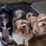 three dogs posing for their dog walker in st. louis 4-legged kids, inc.