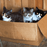 tenth life cat rescue st. louis, mo cats in a box