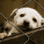 dog at shelter st. louis