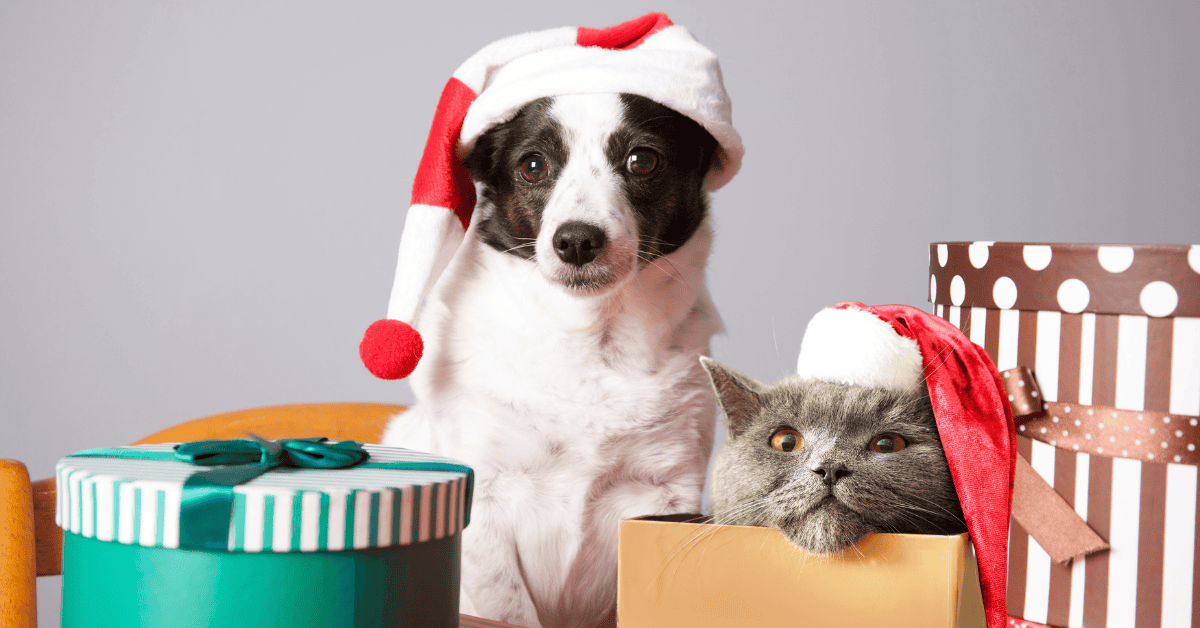 St. Louis Holiday Pet Gift Guide dog and cat in santa hats