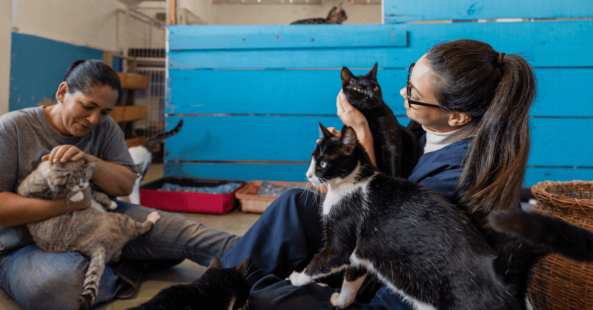 animal shelter volunteers with cats in St. Louis, MO