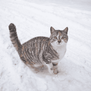 outdoor cat st. louis, mo winter pet tips