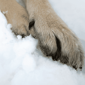 dog paw in snow st.louis, mo