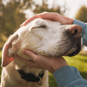 senior lab in st.louis being pet by his 4-Legged Kids, Inc. dog walker