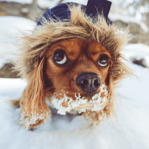 dog with snow on his muzzle st. louis, MO How Cold Temperatures Affect St. Louis Pets
