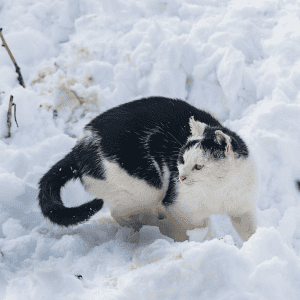 outdoor cat in snowy St. Louis, MO