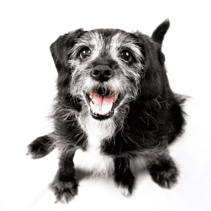fluffy black dog in St. Louis waiting for his dog walker