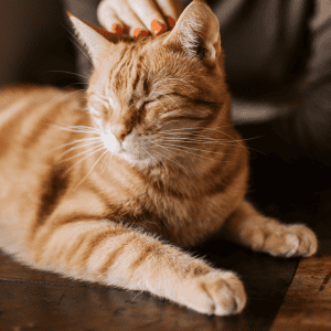 orange tabby cat being pet by 4-legged kids, inc. cat sitter