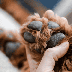 dog owner holding dog paw in St. Louis, MO