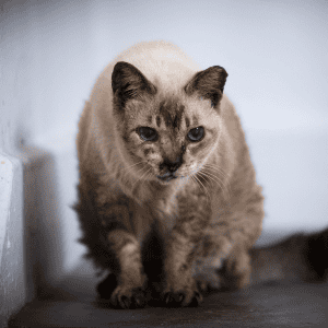 senior cat in St. Louis, MO