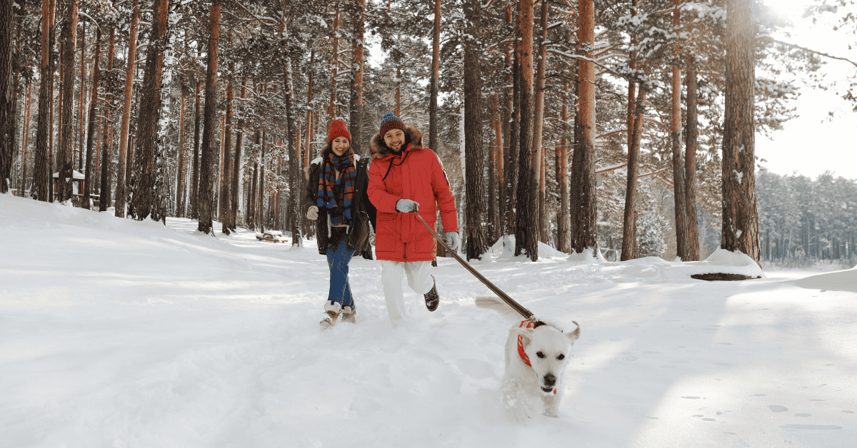top 10 ways to protect st. louis pets during winter storms