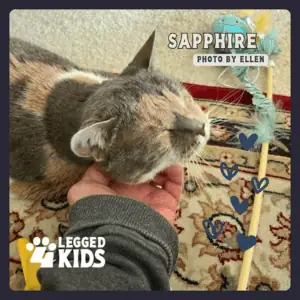 cat getting love from 4-Legged Kids, Inc. cat sitter