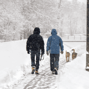 two dogs walking with owners in St. Louis