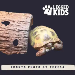 turtle social media post by 4-Legged Kids, Inc.