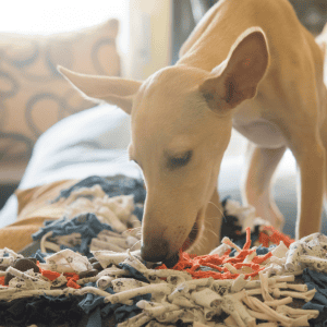 dog sniffing snuffle mat indoor playtime for dogs