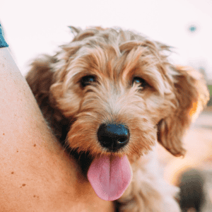 creve coeur st louis dogs dog park