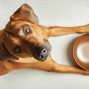 dog with food bowl waiting on dinner 