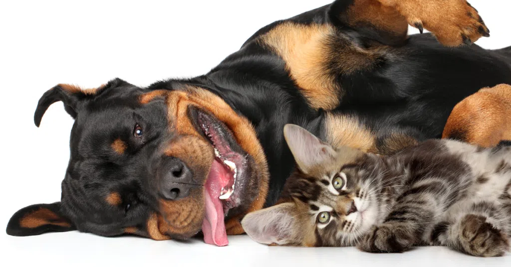 cat and dog in St. Louis 4-Legged Kids, Inc.