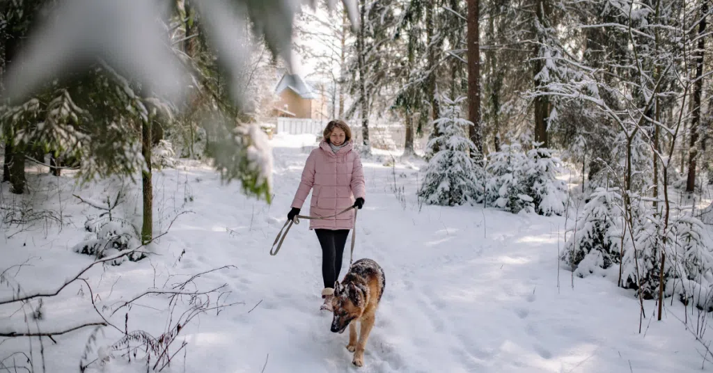 5 ways to keep ourselves and our pets active and health in the winter dog walker walking with dog in the snow