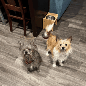 St. Louis 4-Legged Kids, Inc. puppy training program