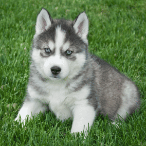 puppy in St. Louis with 4-Legged Kids, Inc. puppy training potty training