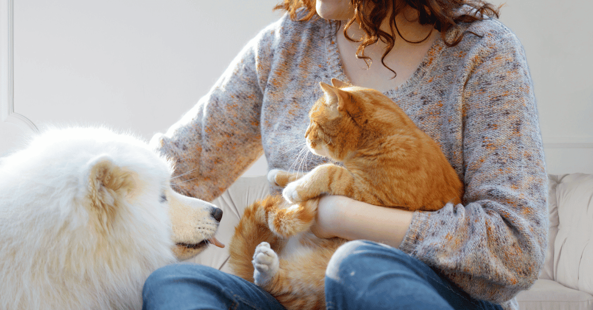 pet sitter on couch with a dog and a cat 4-Legged Kids, Inc. St. Louis