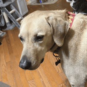 dog in St. Louis home with 4-Legged Kids dog walker