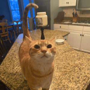 4-Legged Kids Cat Sitter feeding yellow cat in his home in St. Louis