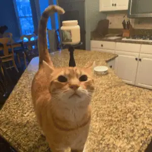 4-Legged Kids Cat Sitter feeding yellow cat in his home in St. Louis