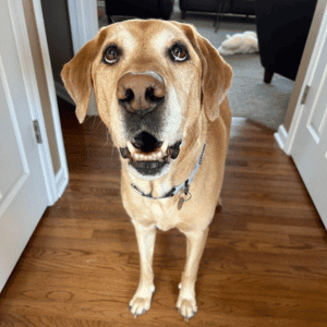 dog playing hide and seek with his dog walker from 4-Legged Kids in St. Louis, MO