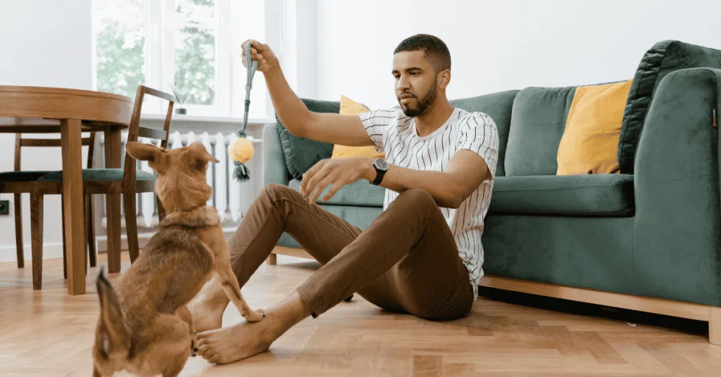 dog training with owner at home in st. louis, mo